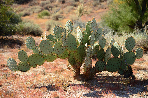 Big cactus outdoor in desert. green cactus with thorns. Plant cactus with spines. Nature, floral background