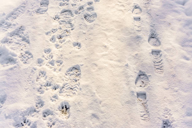 istock Footprints In The Snow 6 1362398506