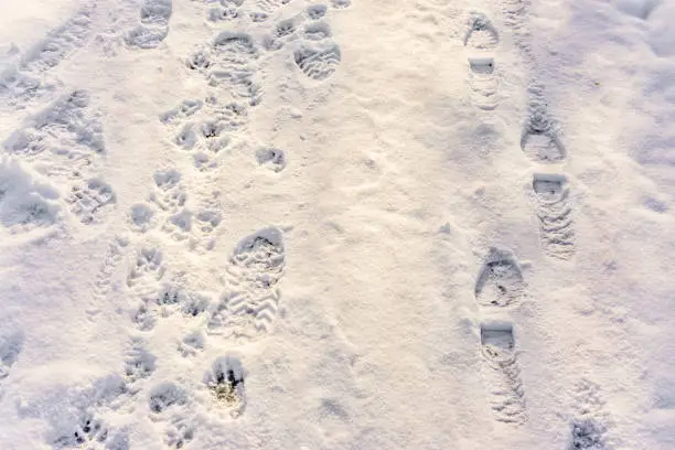 Footprint in the snow in Burien, Washington.