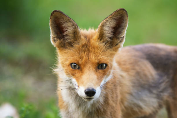istock Portrait of a red fox Vulpes vulpes 1362398567