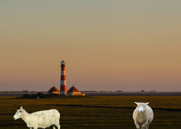 istock Sheep in Front of Lighthouse Westerhever Germany 1362398791