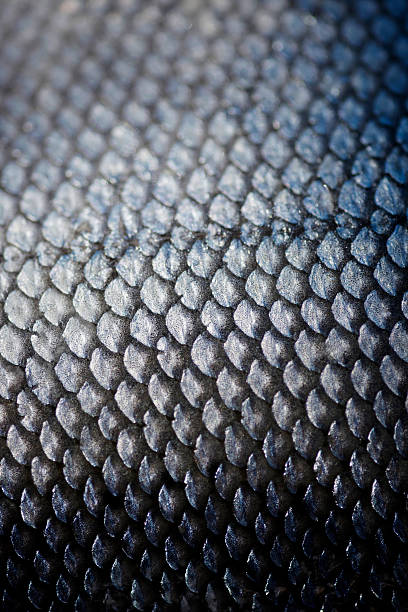 istock The scaly underside of a nice piece of salmon 136239904