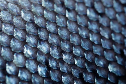 Background image - gray crocodile skin texture.