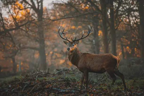 Portrait of British red deer stag (Cervus elaphus) in the light of dawn