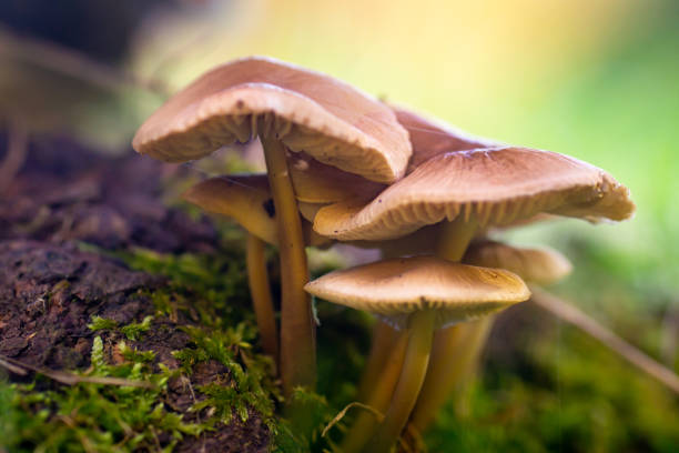 istock Mushrooms in the sunshine 1362400352