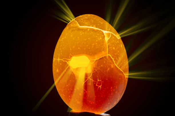 A chicken in the back lit with a flashlight, that looks like a dragon's egg stock photo