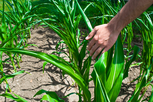 Hand of young agronomist touches green sprouts of maize plant cultivated in field. Concept of agriculture and food and feed cultivation. Maize is widely used in cooking, feed production and medicine.