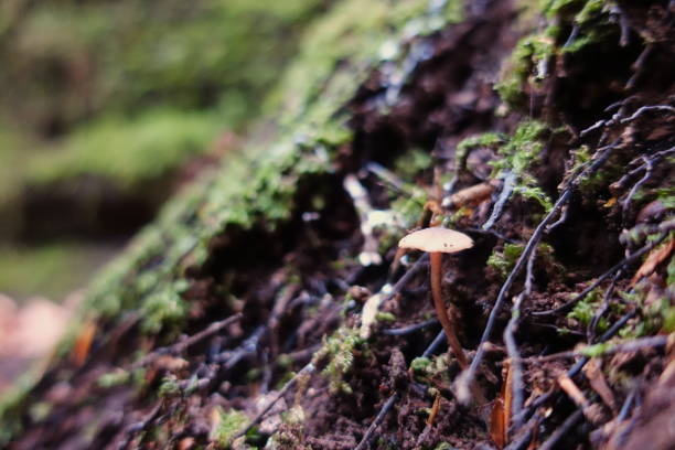 istock Small fungi are born among the moss 1362402919