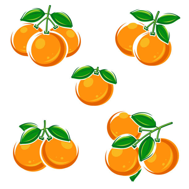 Oranges set. Collection icons orange. Vector Oranges set. Collection icons orange. Vector illustration unicorn fish stock illustrations