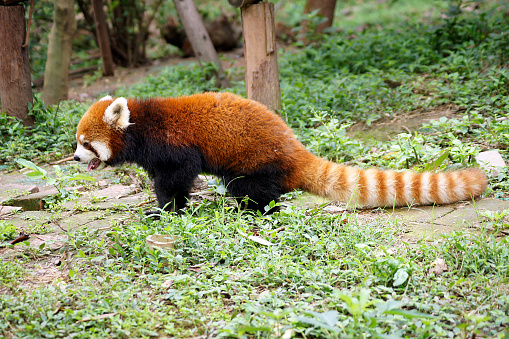Red pandas are very skilled and acrobatic animals that live mainly in trees. They live in territories, often alone and are found in the mountains of Nepal, Myanmar and central China.