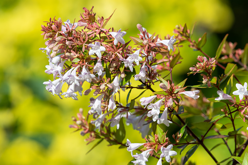 Close up of Chinese abelia (abelia chinensis) flowers in bloom