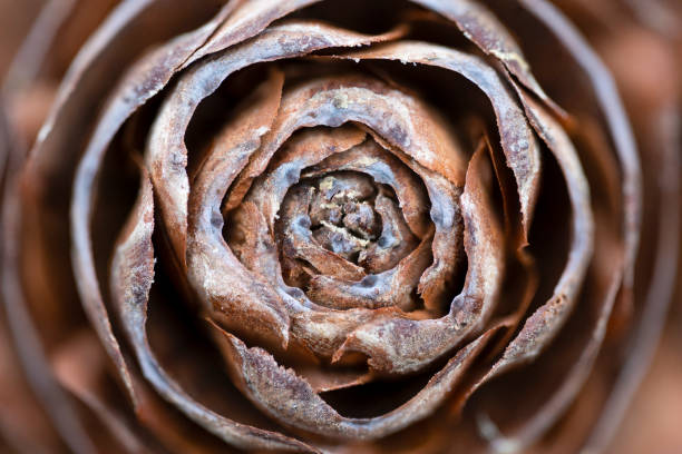 Cones of mountain larch, close-up of cones, brown background, brown fruits of a larch tree