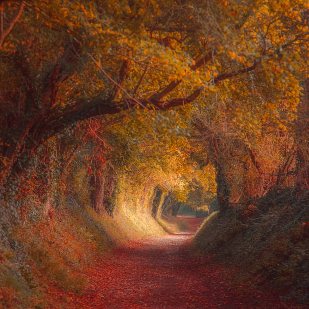 istock Magical autumn forest path and tree tunnel at sunrise 1362407535