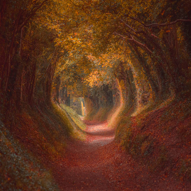 istock Magical autumn forest path and tree tunnel at sunrise 1362407538