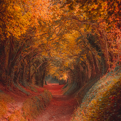 Nature background of dreamy, fairy tale and beautiful jungle fall forest pedestrian footpath alleyway place for walking in tunnel of old oak green trees light up with sun rays trough grass at sunset on an autumn day.