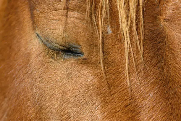 Closeup of a horse's eye. The horse is chestnut brown, and the eye is closed, like the horse is sleeping. Shallow depth of field.