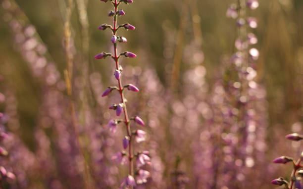 istock Close-up of a pink heather flower 1362407879