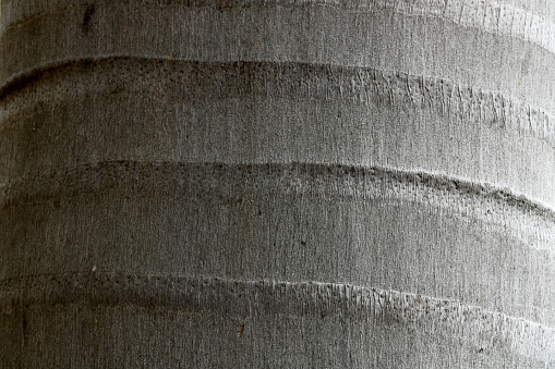 Close-up view of the wild palm tree stem.