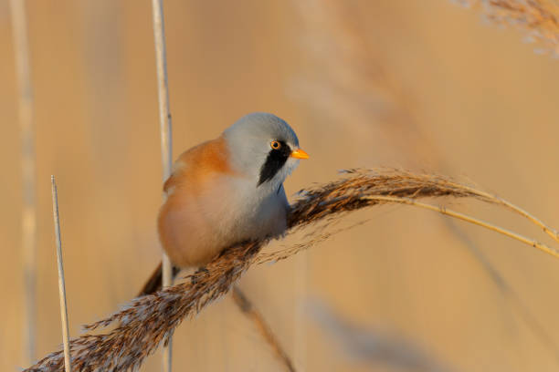 istock Bearded reedling male eating seeds 1362412230