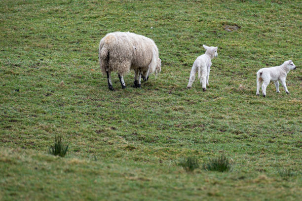 istock One sheep and two lambs in a field in Scotland 1362414864