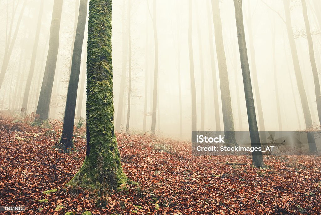 Maravillosa otoño por la mañana - Foto de stock de Ambiente atmosférico libre de derechos
