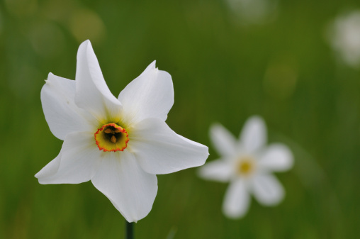 Daffodil (Narcissus poeticus)