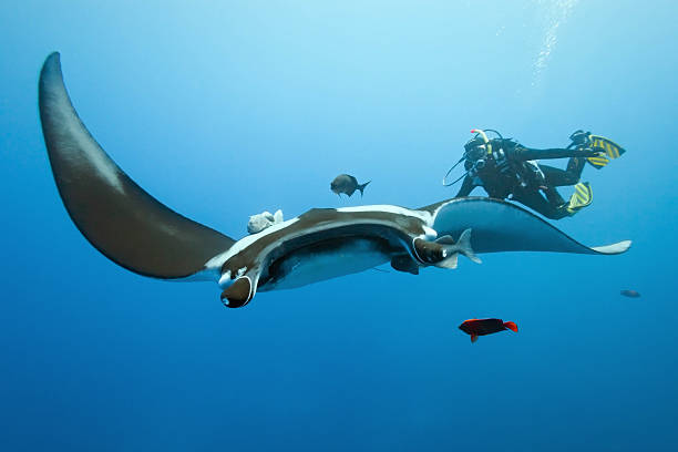 Manta and diver on the reef stock photo