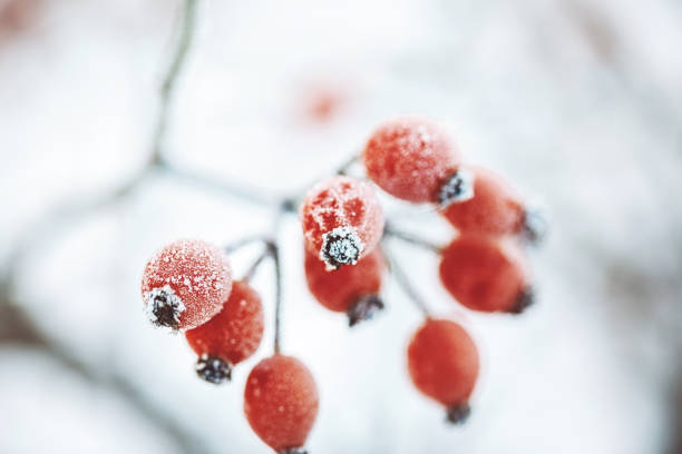 Fruits of rosehip