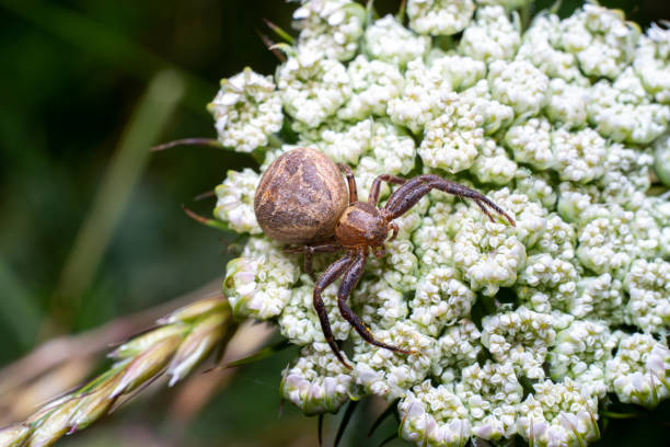 istock spider macro on spider web. photo taken in the mountains 1362417151