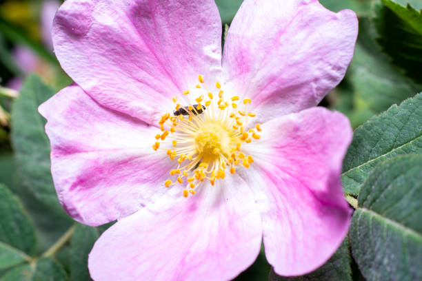 colorful mountain flowers with insect closeup