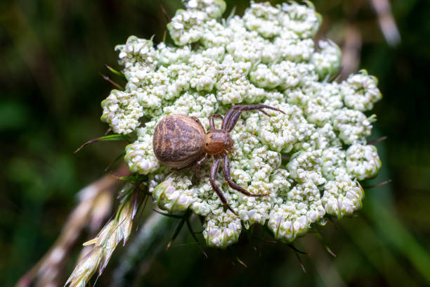 istock spider macro on spider web. photo taken in the mountains 1362417172