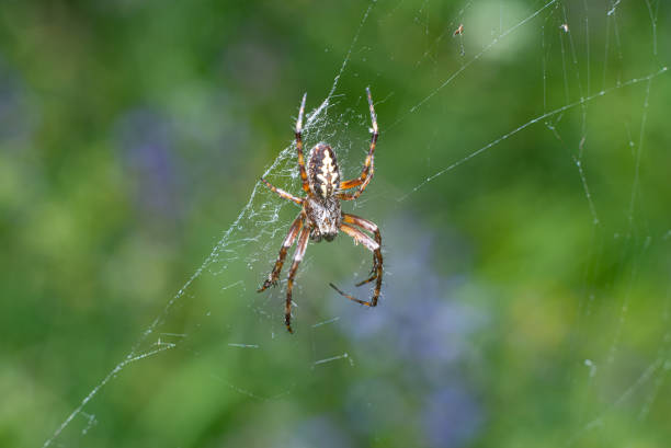 istock spider macro on spider web. photo taken in the mountains 1362417175
