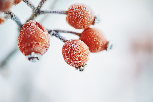 Close-up detail view of beautiful natural red rowan berries bunch snowcapped fresh snow against blue sky on cold winter day. Nature christmas forest decorative ashberry tree background.