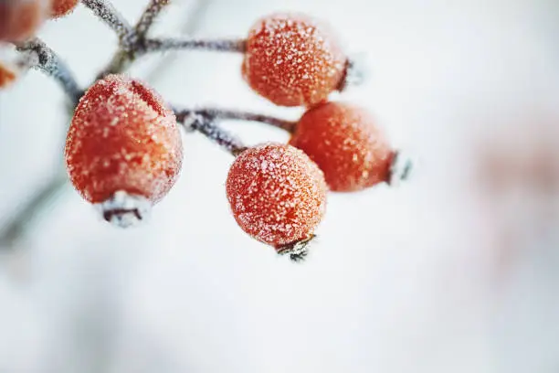 Photo of Frozen Dog rose on a cold dark winter day