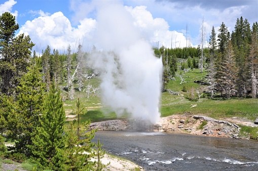 Riverside Geyser erupts and spews plumes of steam above Firehole River in Yellowstone National Park.
