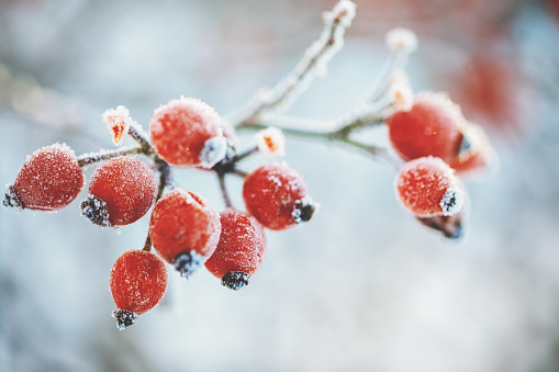 Hawthorn Berries covered with ice crust after freezing rain, fragment, background. selected focus