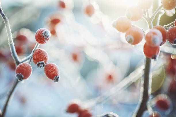 Fruits of rosehip