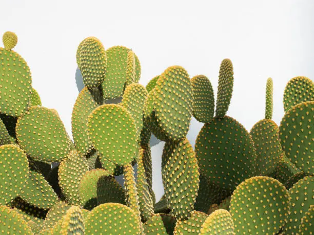 This cactus is a species of flowering plant in the cactus family