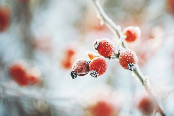 Frozen Dog rose on a cold dark winter day Fruits of rosehip frozen rose stock pictures, royalty-free photos & images