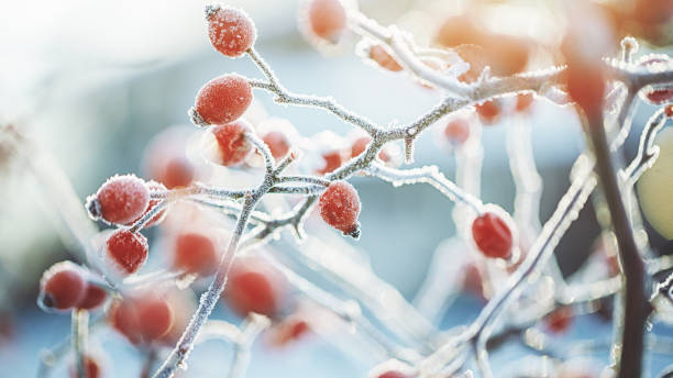 冷たい暗い冬の日に凍った犬が立ち上がった - red berries ストックフォトと画像