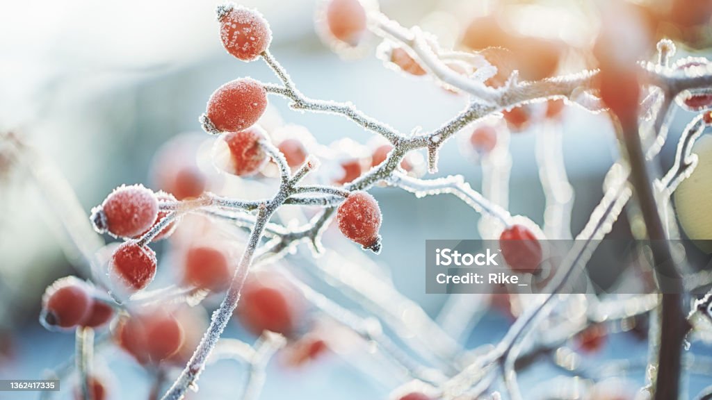 Frozen Dog rose on a cold dark winter day Fruits of rosehip Winter Stock Photo