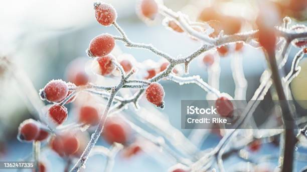 Frozen Dog Rose On A Cold Dark Winter Day Stock Photo - Download Image Now - Winter, Snow, Frost