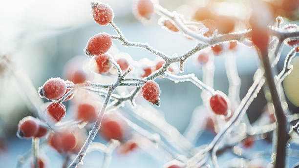 frozen dog rose on a cold dark winter day - winter imagens e fotografias de stock