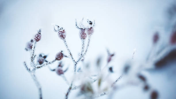 istock Frozen Dog rose on a cold dark winter day 1362417351