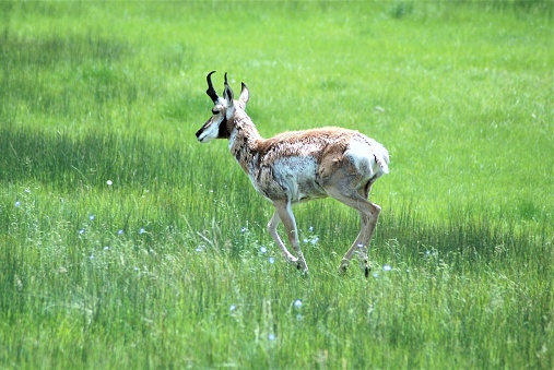 An adult pronghorn runs across a field of grass.