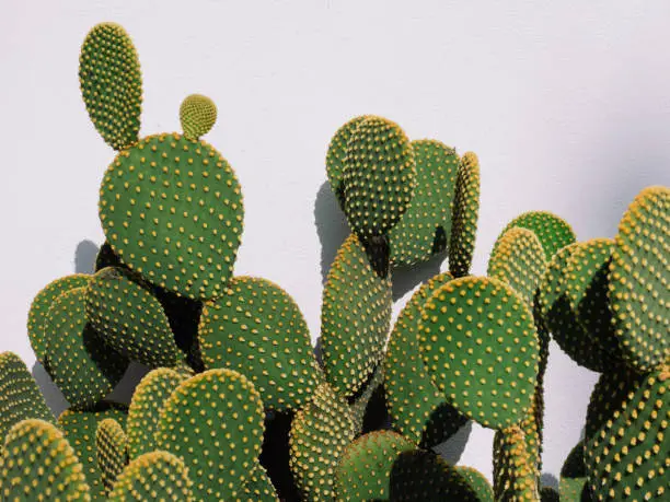 Old big  green cactus on a sunny day