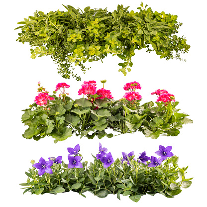 Collage of beautiful summer balcony flowers in rows, isolated on white background