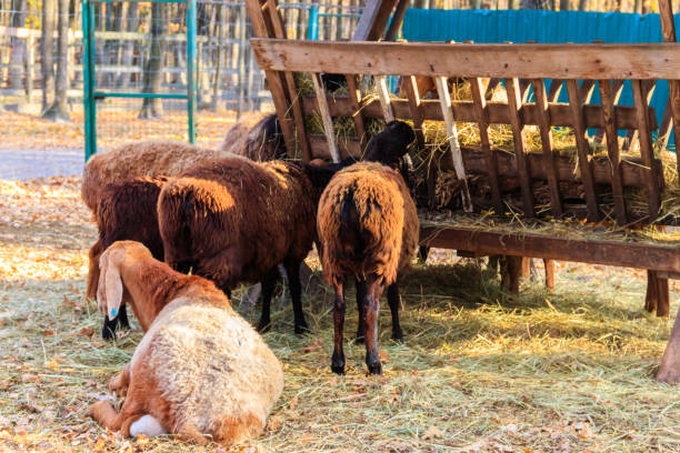 istock Sheep eating hay from the animal feeder in a paddock 1362418752