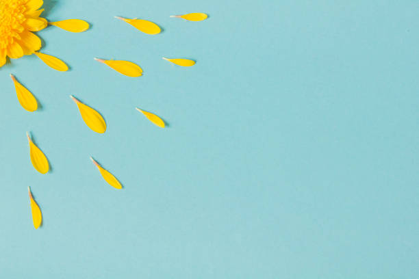 istock Yellow Flower leaves 1362418775