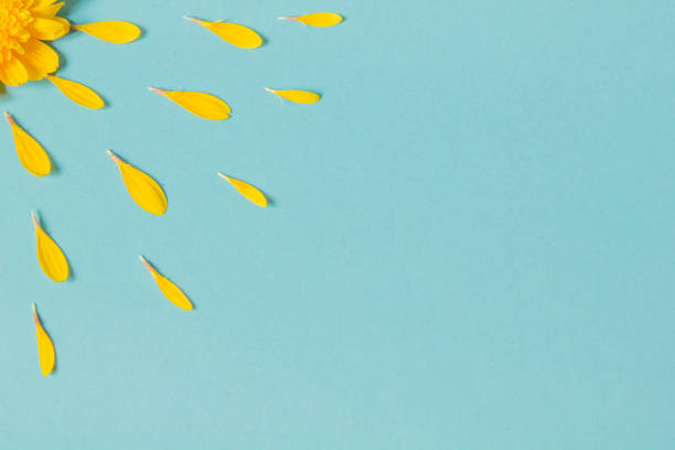 istock Yellow Flower leaves 1362418776